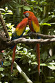 scarlet macaw