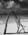 driftwood.jpg