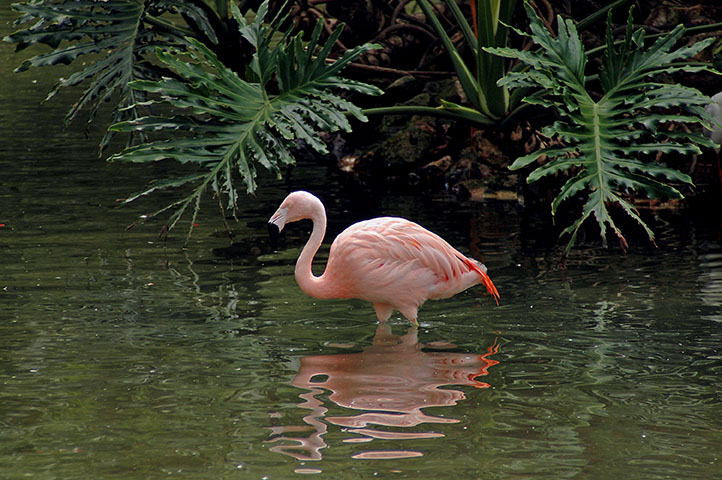 Flamingo