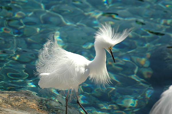 Egret