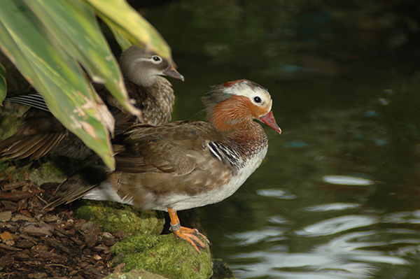 Duck