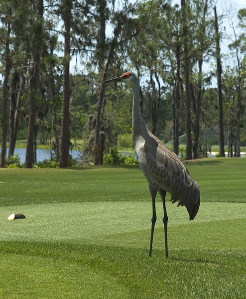 Our Fourth at Lake Nona