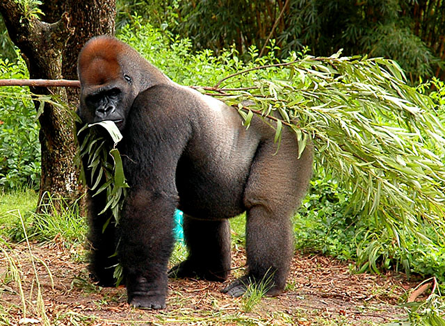 gorilla 2.jpg