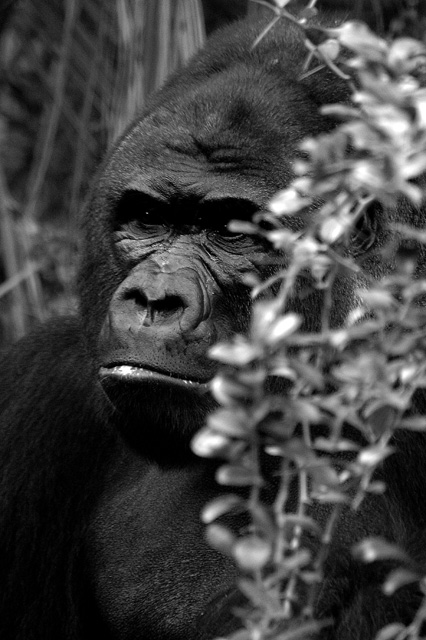 gorilla1