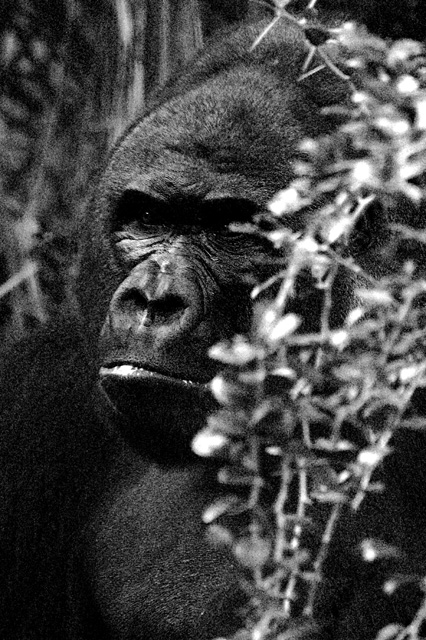 gorilla2.jpg