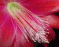 Orchid Cactus.JPG