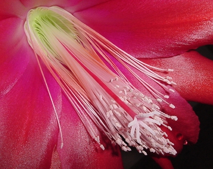 Orchid Cactus.JPG