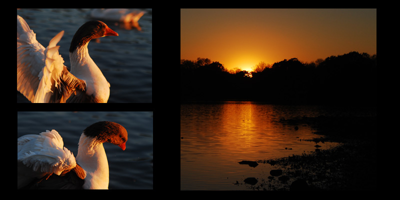 bowing to the sunset