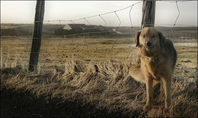 thedog.jpg