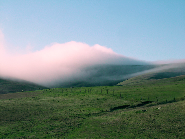 Cotton Candy