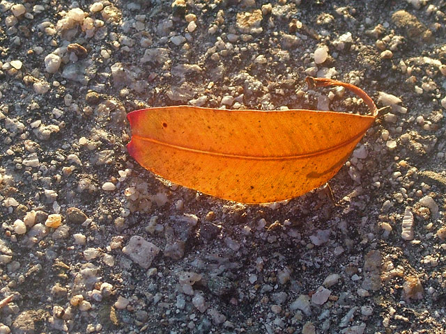 Backlighted Leaf