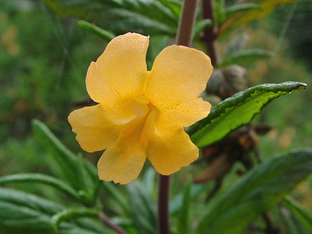 Orange Backlit Transparent Flower - DSCF5172-1-w.jpg
