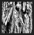 Bark #1