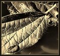 Aged Leaf (from Leaf Study #1)