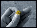 flower in hand