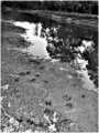 footprints