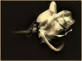 delicate_filtered.jpg