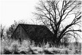 Barn and tree