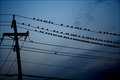 birdrest