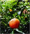 laranja