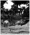 the palms