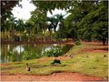 Peacocks