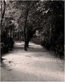 tree scape