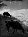 Grazing