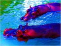 Hippos in Technicolor