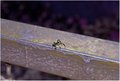 brazilian ants