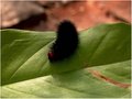 caterpillar
