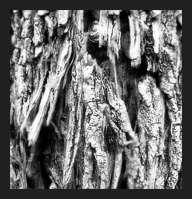 Bark #1