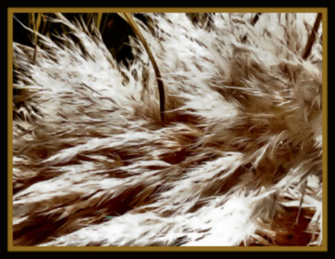 .....In The Wind.....