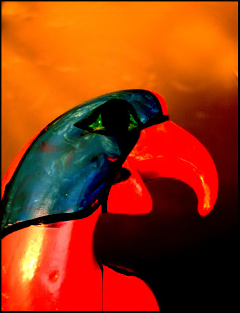 Colored Parrot