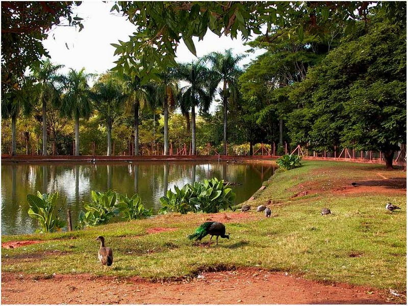 Peacocks