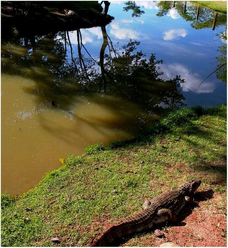 alligator resting