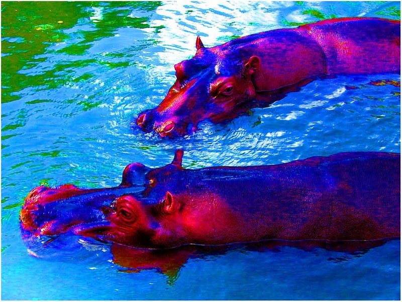 Hippos in Technicolor