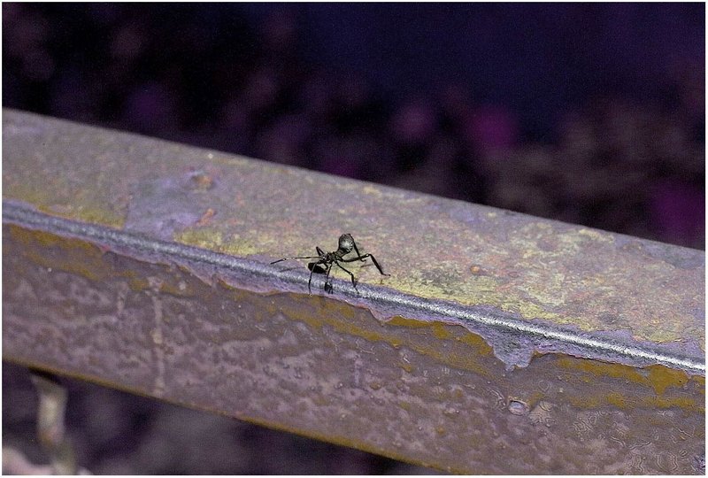 brazilian ants
