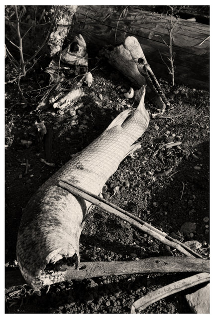 fish head