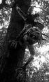 Tree Troll