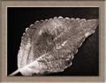 Just another leaf