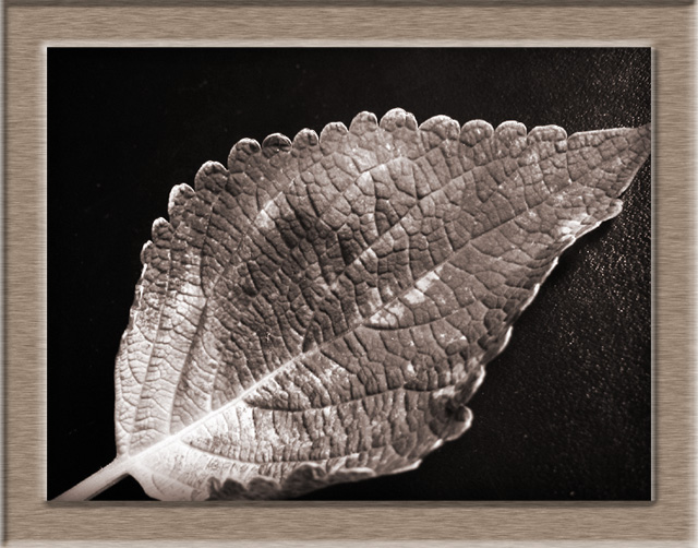 Just another leaf
