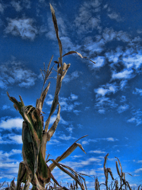 corn field