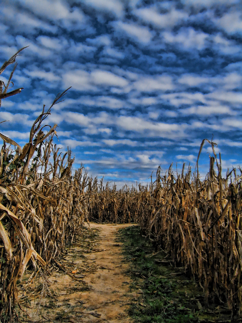 Bandy Farms
