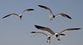 Scavengers Of The Sky