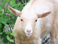 002796 Baby Goat From JPEG