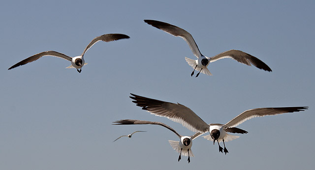 Scavengers Of The Sky