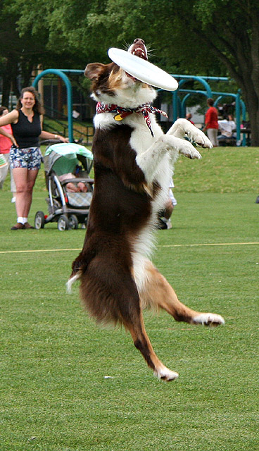 Vertical Dog