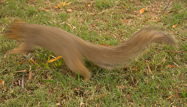 Liquid Rodent