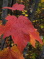 Red Maple Leaf